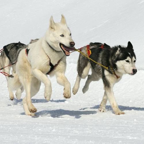 Dog Breeding
